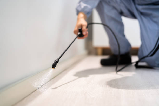 Licensed Wasp Removal service in Curwensville, PA - Show Me Pest Control
